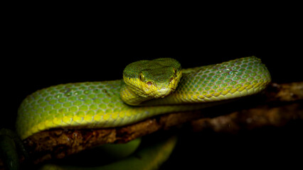 The Green Bamboo Pit Viper (Trimeresurus gramineus) is a venomous snake species endemic to India. It is a small snake characterized by its slightly keeled scales, yellowish belly, and vertical pupils.