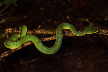The Green Bamboo Pit Viper (Trimeresurus gramineus) is a venomous snake species endemic to India. It is a small snake characterized by its slightly keeled scales, yellowish belly, and vertical pupils.
