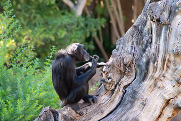 Monkey, macaque, chimpanzee sitting on a tree. Mammals Wildlife animals.