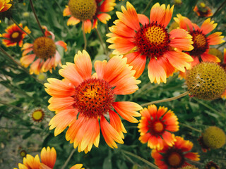 Close-up of orange-yellow echinacea flowers. Summer garden, flowerbed in the garden. Medicinal plant.