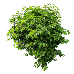 Obraz premium [Transparent Background PNG]Green Lush Tree Branch Isolated on White Background