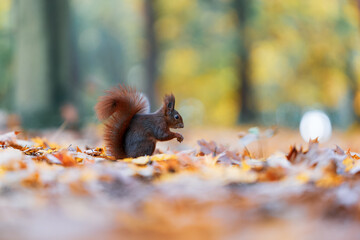 Squirrel (Sciurus vulgaris) Eating in a Colorful Autumn Forest