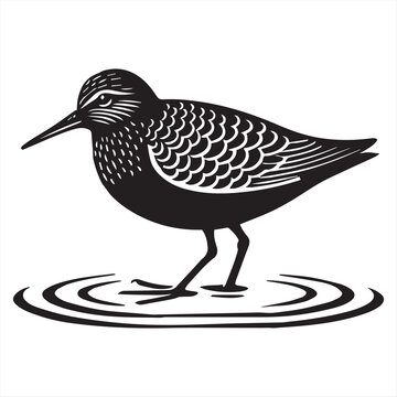 Common Sandpiper Silhouette - Sandpiper Birt Clipart, Sandpiper standing shallow water Illustration in black and white