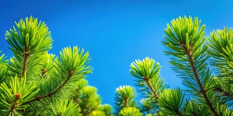Green pine branches contrast against a clear blue sky, showcasing the beauty of nature, pine branches