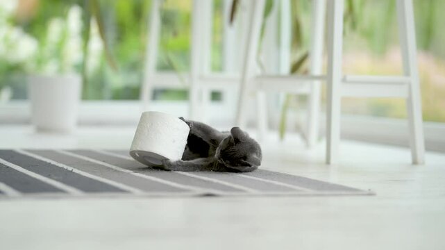 Young playful Russian Blue kitten playing with toilet paper roll by the window, getting the zoomies. Gorgeous blue-gray cat with green eyes. Family pet at home.