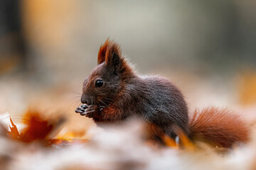 Squirrel (Sciurus vulgaris) Eating in a Colorful Autumn Forest