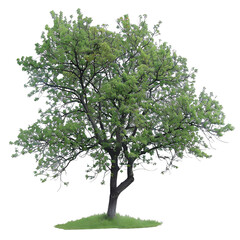 Obraz premium [Transparent Background PNG]Isolated Tree With Green Leaves on White Background