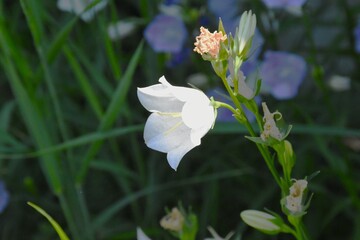 Vibrant Bellflowers: A Serene Glimpse into Nature's Beauty
