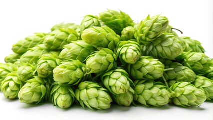 Fototapeta premium Green hops isolated on background, Green hops,isolated, vibrant, fresh, botanical, ingredient, natural, plant, beer