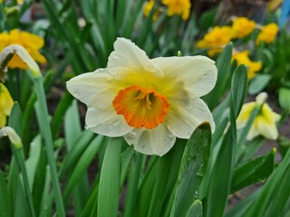 Vibrant Daffodils: A Springtime Garden Spectacle
