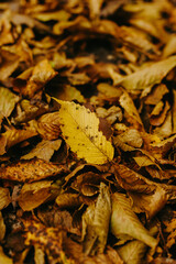 Yellow autumn leaf among yellow leaves.