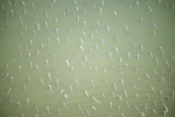 school of mullet fish, Burnett River, Bundaberg Queensland Australia, fishing many fishes swimming