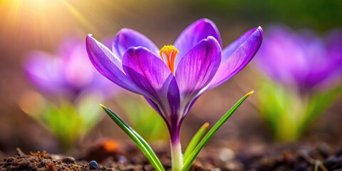 Vibrant purple crocus flower blooming in spring , Spring, purple, crocus, flower, bloom, vibrant, nature, seasonal, garden, petal