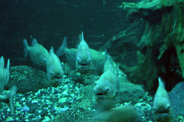 Colorful animals that live in aquarium for freshwater animals and fish. A large green freshwater...