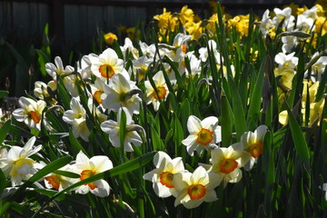 Vibrant Daffodils: A Springtime Garden Spectacle
