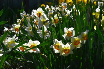 Vibrant Daffodils: A Springtime Garden Spectacle
