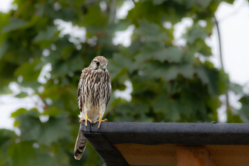 Turmfalke (Falco tinnunculus) jaagend auf Ansitz