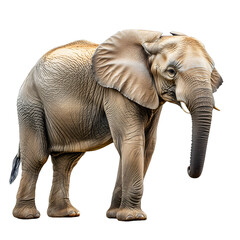 Fototapeta premium [Transparent Background PNG]African Elephant Standing on White Background