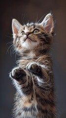Fototapeta premium Beautiful Playful Kitten of purebred, vertical photo