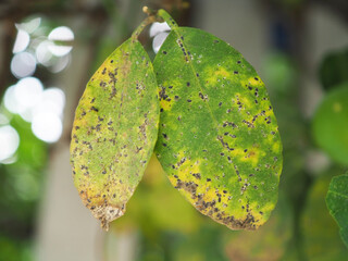 Black spot disease on citrus leaf, lemon leaf.