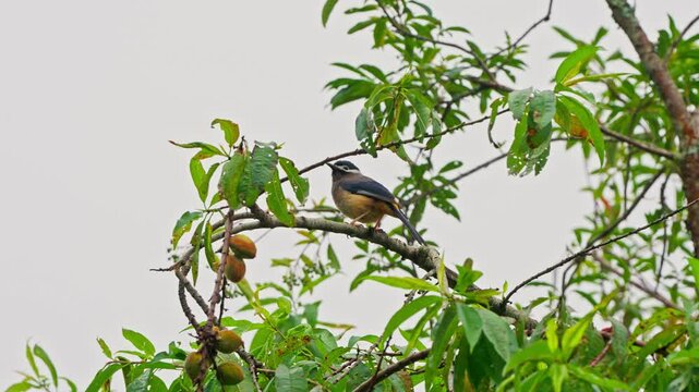 White-eared sibia endemic bird of Taiwan perched on a branch
