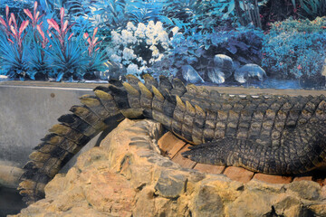 Beautiful and colorful animals that live in an aquarium for freshwater animals and fish. A large green freshwater crocodile that lives swims in an indoor glass aquarium with a pool.