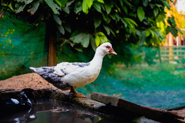 Duck in duck farm and sunligh in moning, agriculture duck farm concept