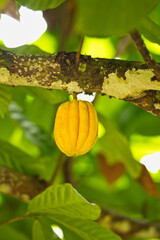 Cocoa on tree in the spice garden on Mahe, Seychelles