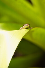 Closeup of Seychelles skink gecko on green leaf, Mahe Seychelles 