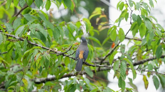White-eared sibia endemic bird of Taiwan taking flight from a branch