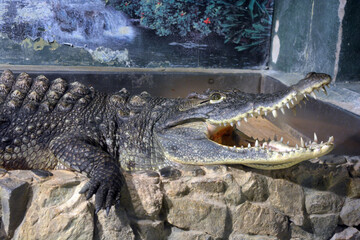 Beautiful and colorful animals that live in an aquarium for freshwater animals and fish. A large green freshwater crocodile that lives swims in an indoor glass aquarium with a pool.