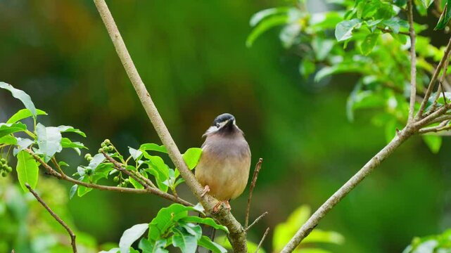 White-eared sibia endemic bird of Taiwan taking flight from a branch