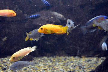 Colorful animals that live in aquarium for freshwater animals and fish. A large green freshwater...