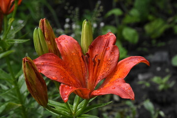 Elegant Red Lilies: A Vibrant Display in the Garden
