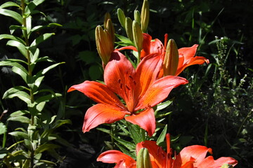 Fototapeta premium Elegant Red Lilies: A Vibrant Display in the Garden 