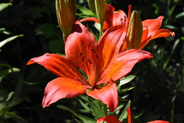 Elegant Red Lilies: A Vibrant Display in the Garden
