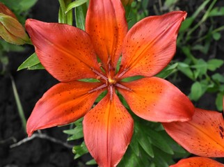 Elegant Red Lilies: A Vibrant Display in the Garden
