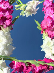 Pink and White Gladiolus Flowers reflected in the mirror against a deep blue sky