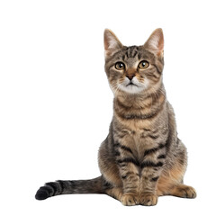 Obraz premium [Transparent Background PNG]Cute Tabby Kitten Sitting on White Background