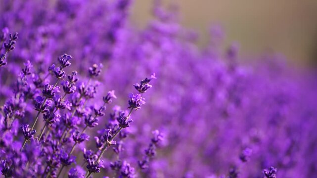 Blooming lavender field. Beautiful purple flowers. Regional organic cultivation. aromatherapy essential oils