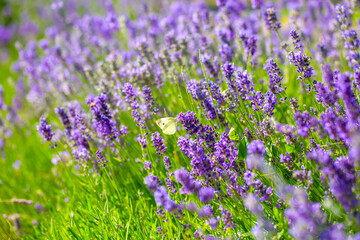Obraz premium Butterflies on spring lavender flowers under sunlight. Beautiful landscape of nature with a panoramic view. Hi spring. long banner