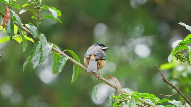 White-eared sibia endemic bird of Taiwan taking flight from a branch