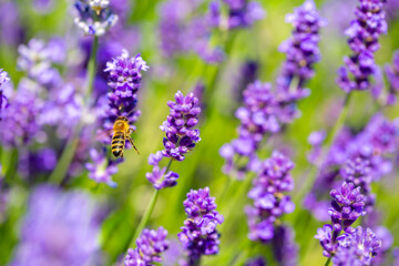 Spring lavender flowers under sunlight. Bees pollinate flowers and collect pollen. Lavender honey. Beautiful landscape of nature with a panoramic view. Hi spring. long banner
