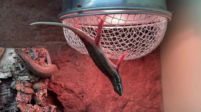 Ein Blauschwanz Skink an der Lampe im Terarium.