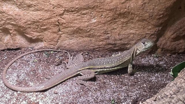 Einne Schmetterlinhsagame im Terarium.