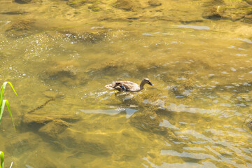 Ducks Swimming in the River: A Serene Moment in Nature