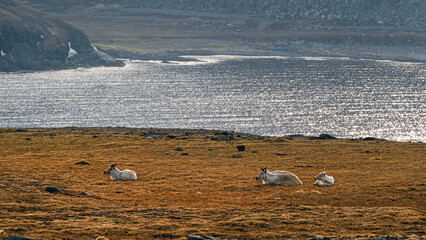 nordic landscape inside the North Cape area, Magerorya Island, Norway