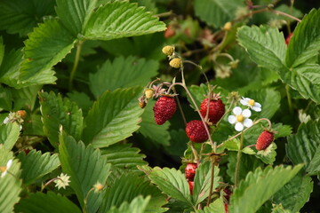 Ripe Strawberries in the Garden: A Fresh Harvest of Nature's Sweetest Bounty
