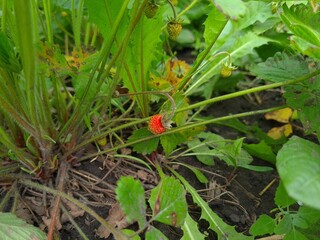 Ripe Strawberries in the Garden: A Fresh Harvest of Nature's Sweetest Bounty
