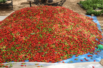 Tas de piments rouges récoltés au Sénégal. Production de fruits colorés amassée sur une toile posée sur le sol. Photo prise en mai 2024 dans la région de Kaolack.